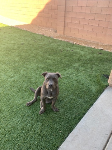 American Staffordshire Terrier – Pitbull bully puppy