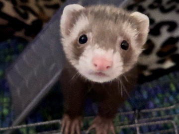 hurón (ferret) 