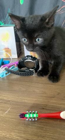 5 kittens for sale/ 1 girl 4 boys