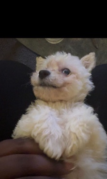 Shih Tzu – Teddy Bear Puppy Sno For $375 OBO