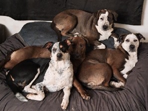 Australian Cattle Dog – Sweet blue healer/cane corso/ lab/pit needs a forever home – Marana