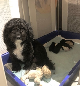 Cockapoo x cavapoo puppies 🥰🐶