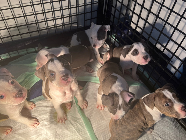 American Pit Bull Terrier – Pit Pups 6weeks