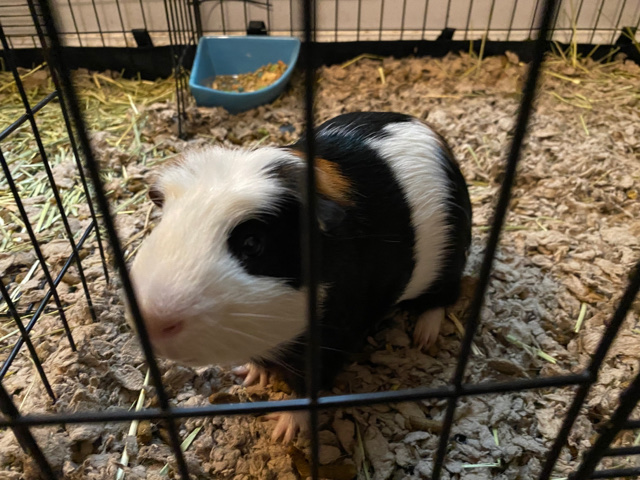Albert