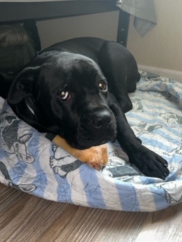 Cane Corso – Cane Corso 8 months