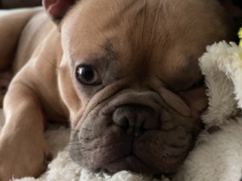French Bulldog – Male Fawn Frenchbulldog - Napoleon – Fayetteville