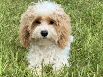 Maltipoo – rehome Woody the Maltipoo – LaBelle