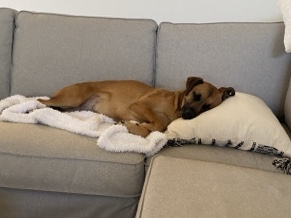 American Pit Bull Terrier – dog needs a new home – Phoenix