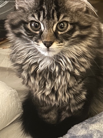 2 kittens