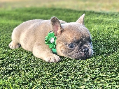 French Bulldog – frenchbulldog male puppy – Homestead
