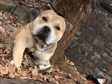American Pit Bull Terrier – American pit – Reading