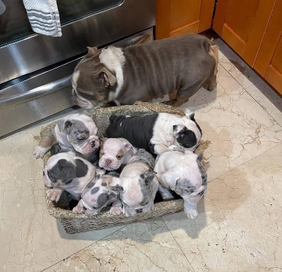 Bulldog – Fully breed English bulldog – Columbus
