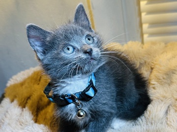 Siamese – Siamese kitten – South Chesterfield