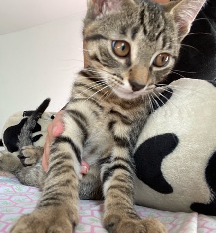 Ocicat – male kitten
