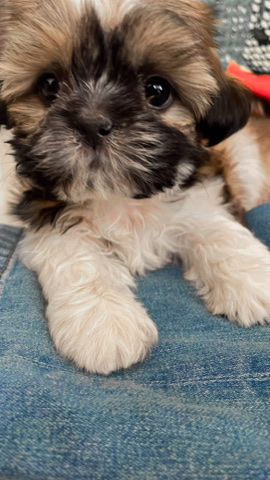 Shih Tzu – shih tzu(male)