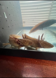 Axolotls