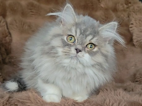 Persian (Modern) - Beautiful Female Persian / Himalayan Mix Ragdoll Kitten available for adoption in Toronto