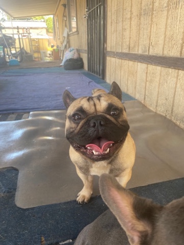 French Bulldog – Frenchie