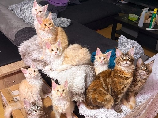 Maine Coon – Maine Coon Kitten in liebevolle Hände abzugeben – Dortmund
