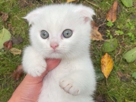 Weiße babykatze britisch kurzhaar 