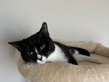 American Shorthair – 6 month sister kittens looking for loving home – Phoenix