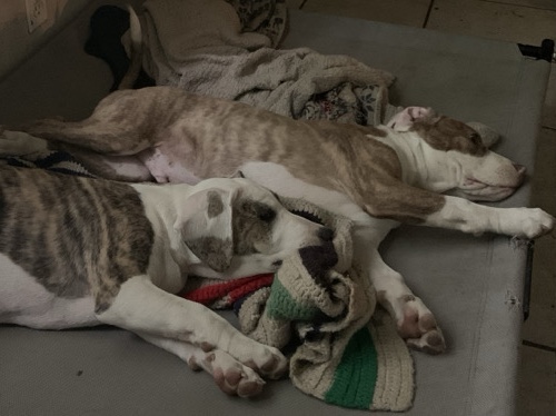 Mixed Breed – 3 cute male puppies 14 week old – Akron