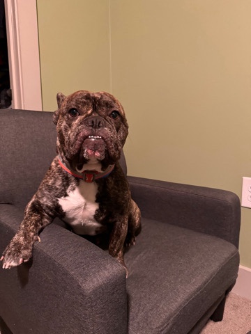 French Bulldog – French Bulldog Rehome
