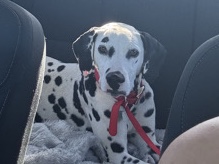 Dalmatian – Dalmatian Puppy – Cheyenne