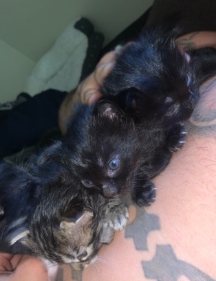 long hair kittens