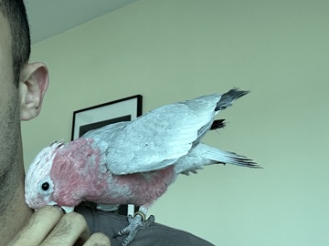 galah 