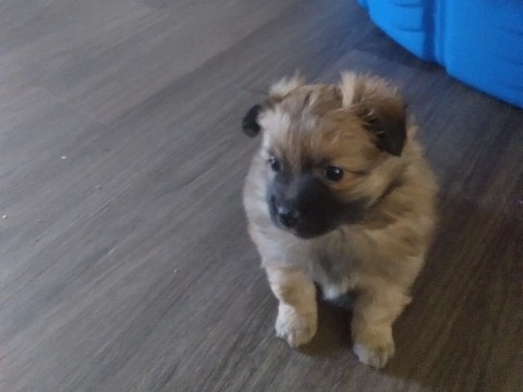 Pomeranian – Designer's Breed: Miniature Pomeranian/Chihuahua – Seattle