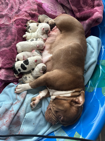 exotic bullies