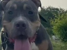 American Bulldog - Tri-color American standard bully  available for adoption in New Delhi