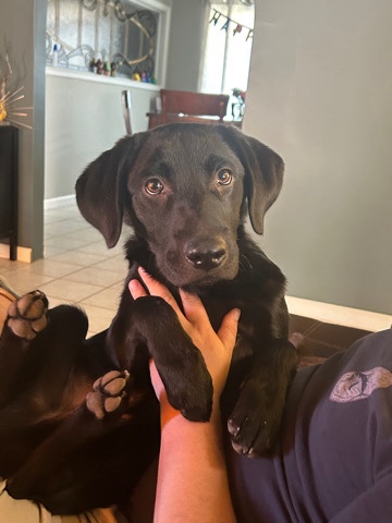Labrador Retriever – black lab arlo
