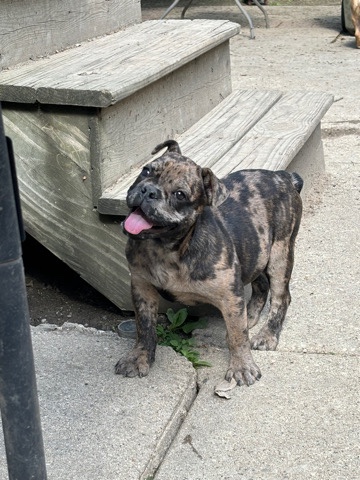Bulldog – This Girl is lookin for her forever home❤️