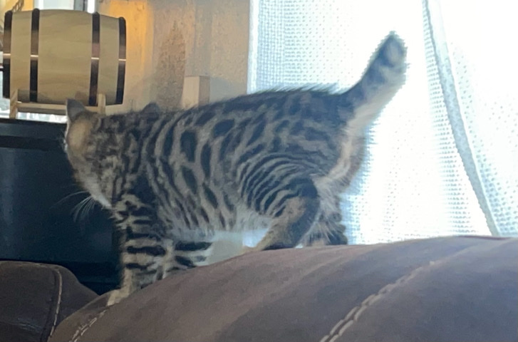 Bengal – Bengal kitten