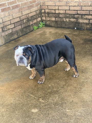 Bulldog – Beautiful Loving full breed English bulldog