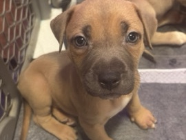 American Pit Bull Terrier – Taco-male – Hamilton