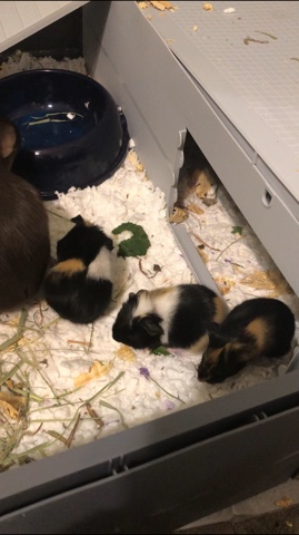 two adult guinea pigs, 3 babies
