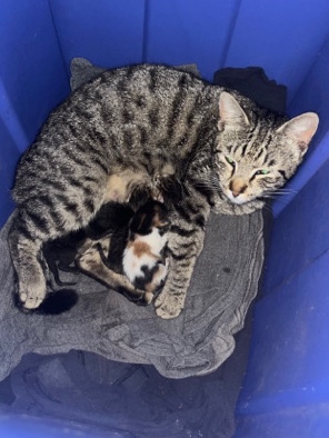 American Shorthair – Cat for sale - Litter needs new home
