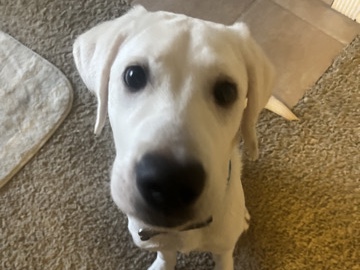 Labrador Retriever – Male Labrador retriever – Tulsa