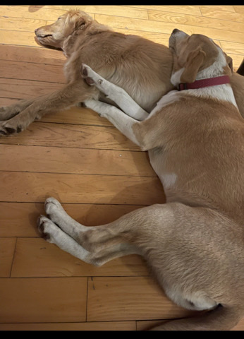 pups need a new home