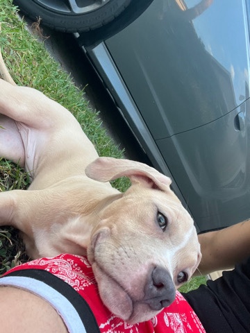 American Pit Bull Terrier – American Pit bull