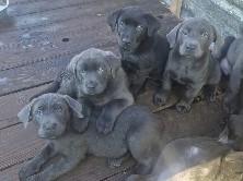 Labrador Retriever – Silver Lab/Malinois Puppies – Sacramento