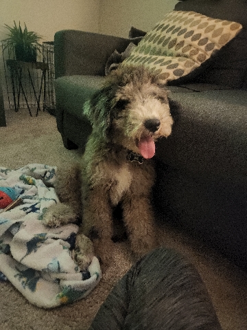 Poodle – Male Tri Color Aussiedoodle 3 mo