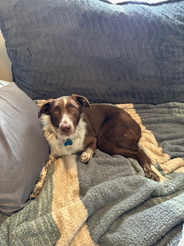Border Collie – Katie Border Collie