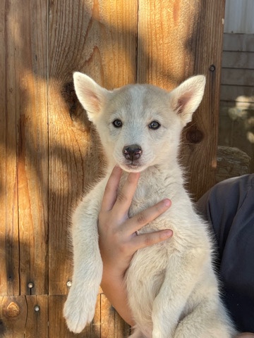 Siberian Husky β free female huskies please contact me number is ππ½