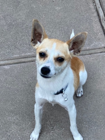 Chihuahua – her name is Lucy and her birthday is August 30