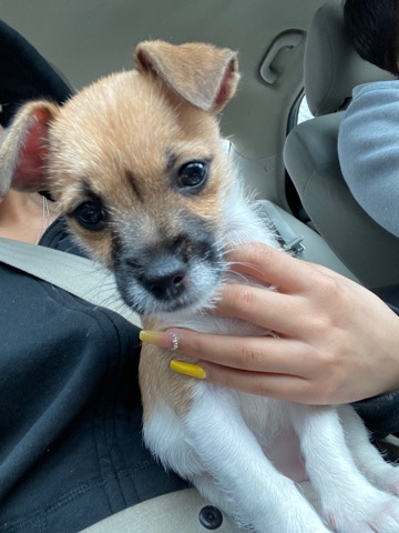 Beagle – mixed etc.