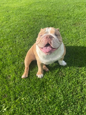 Bulldog – Lilac Fawn Merle Male English Bulldog